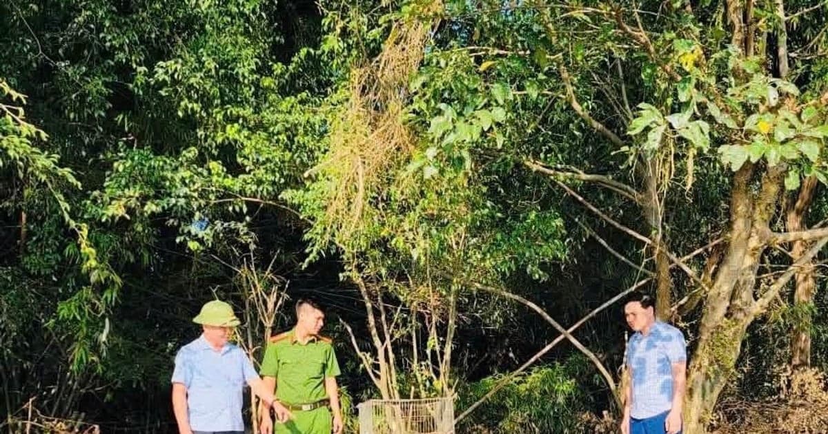 Thả 13 cá thể chim về môi trường tự nhiên tại Đảo Cò