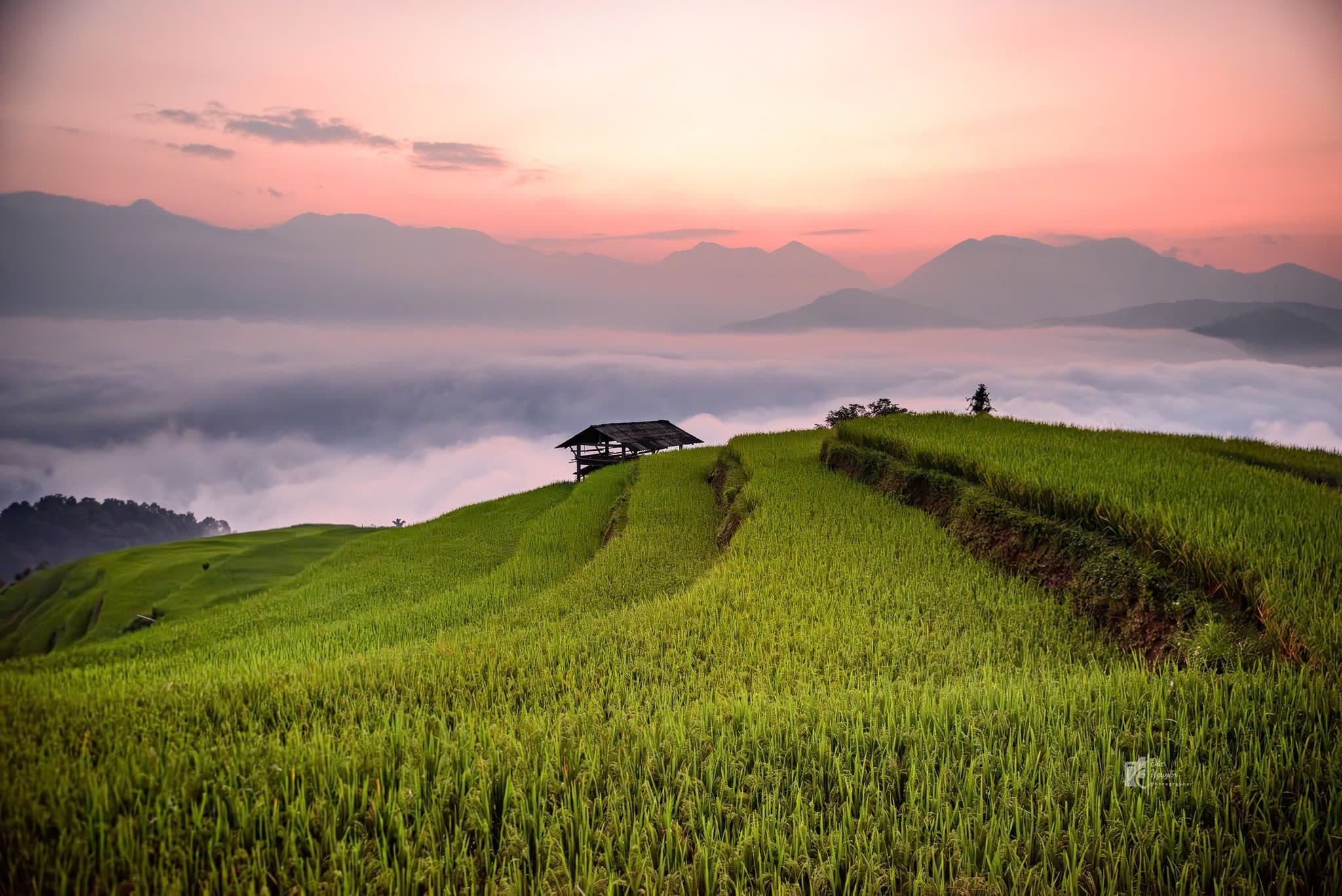 Stunning scenery in Hoang Su Phi during the most beautiful season of the year.