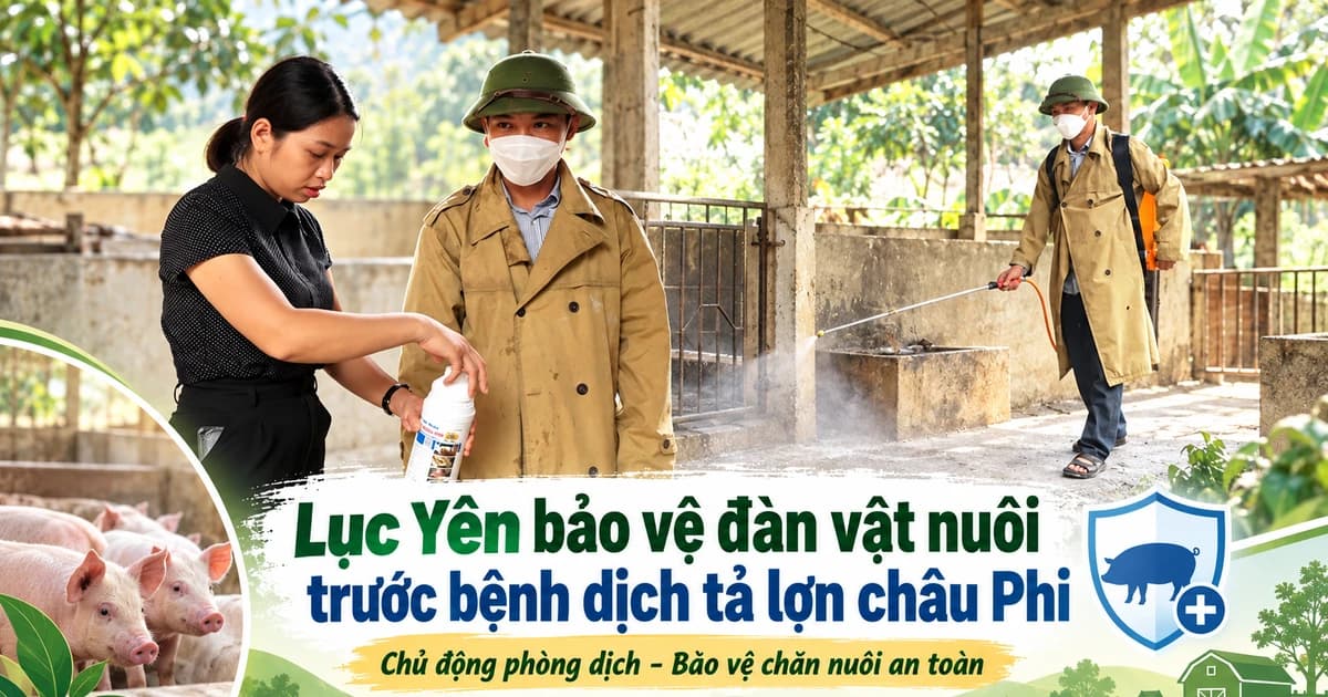 Luc Yen protects livestock from African swine fever.