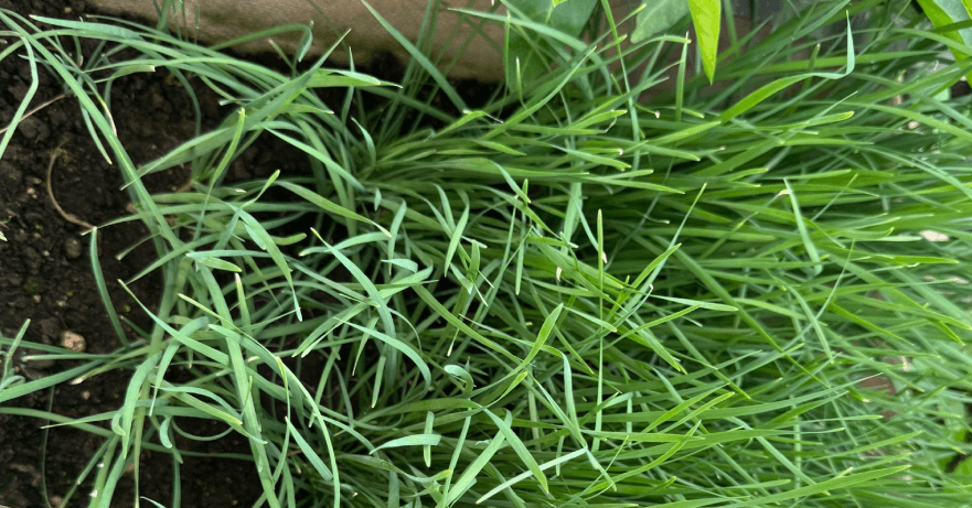 Loại rau gia vị quen thuộc nên ăn thường xuyên, tốt cho tiêu hóa và tim mạch