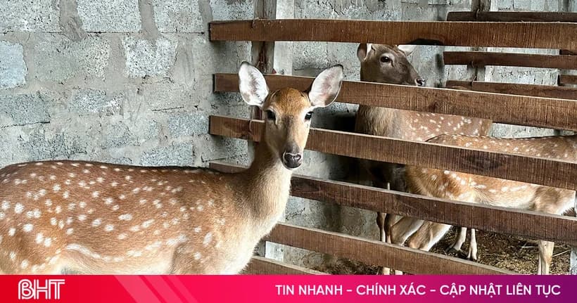 Gia Hanh women find new direction in deer farming.