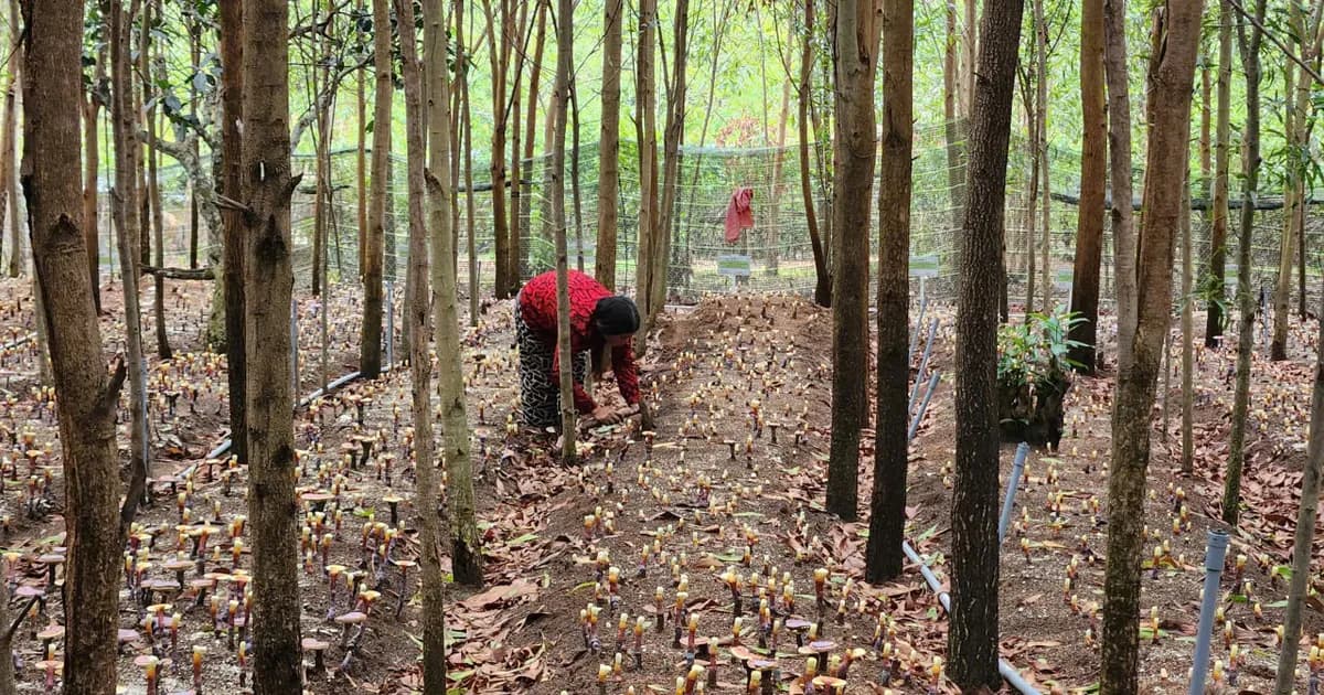 Gia Lai: Phát triển 31.000ha dược liệu dưới tán rừng