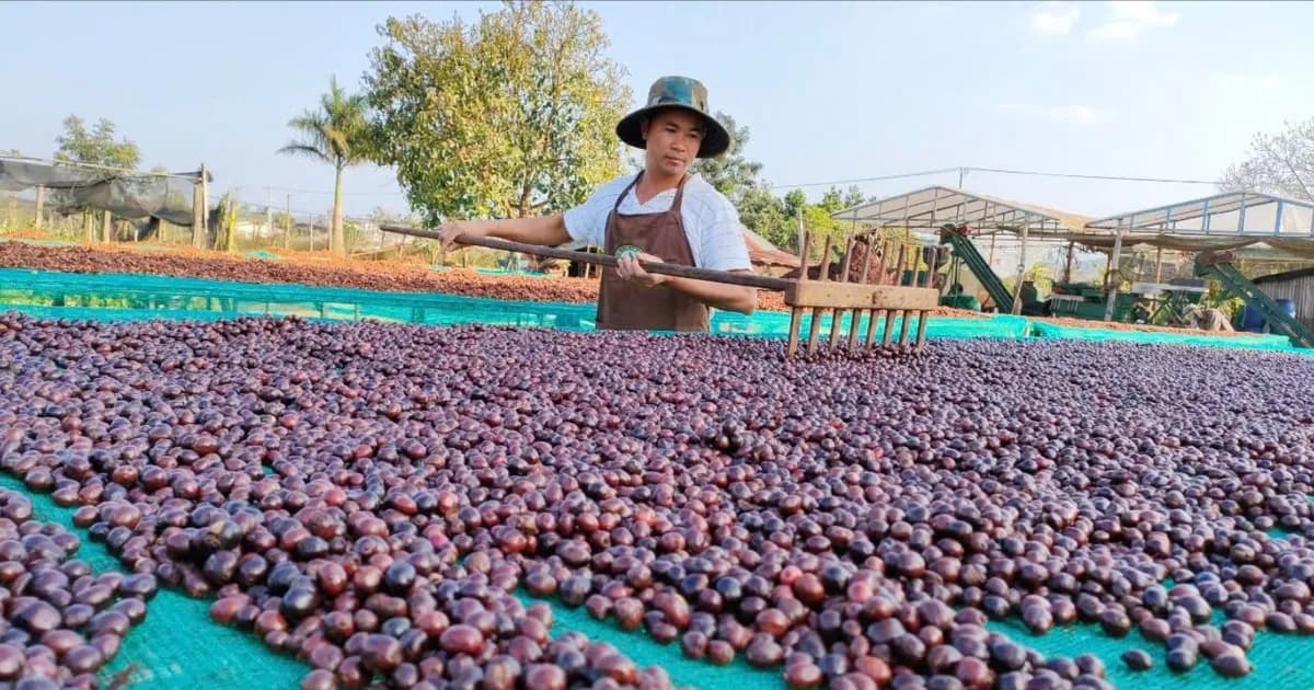 Xuất khẩu cà phê cả nước đạt 6,6 tỷ USD trong 9 tháng năm 2026