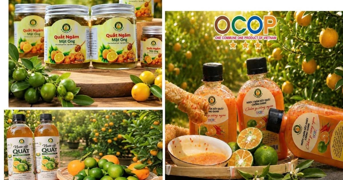 Khi quất VietGAP bước vào sân chơi OCOP