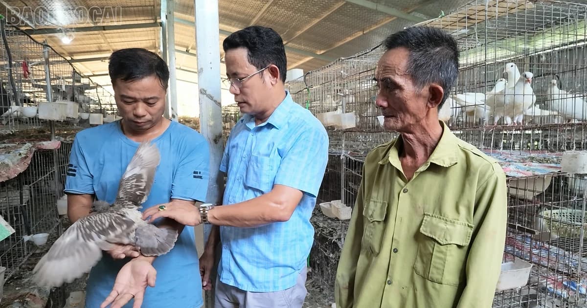 Hướng đi mới từ mô hình nuôi chim bồ câu Pháp ở xã Bảo Hà