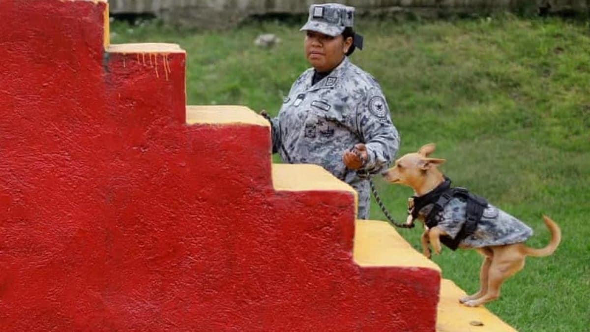 The special Chihuahua of the Mexican National Guard.