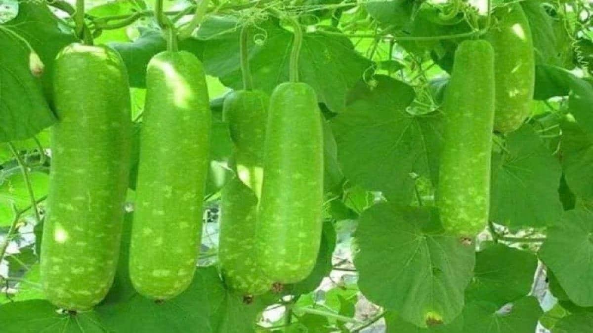 Đừng bỏ qua những lợi ích sức khỏe từ quả bầu