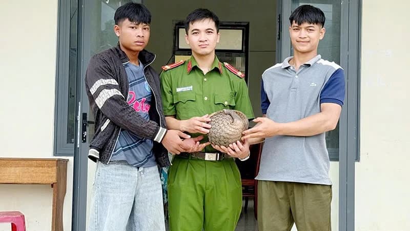 Quang Ngai: Locals voluntarily hand over rare pangolin.