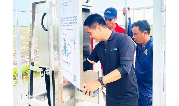 Hoa Dien introduces insect monitoring system into rice fields.
