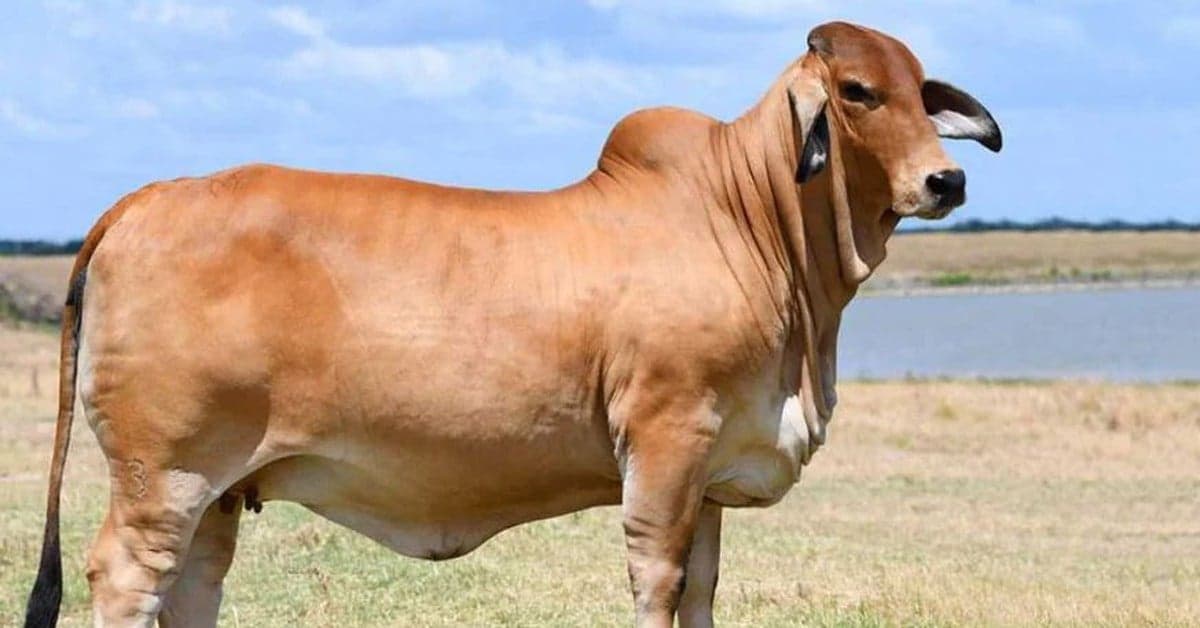 The groom's father was arrested for stealing a cow intended for his son's wedding feast.